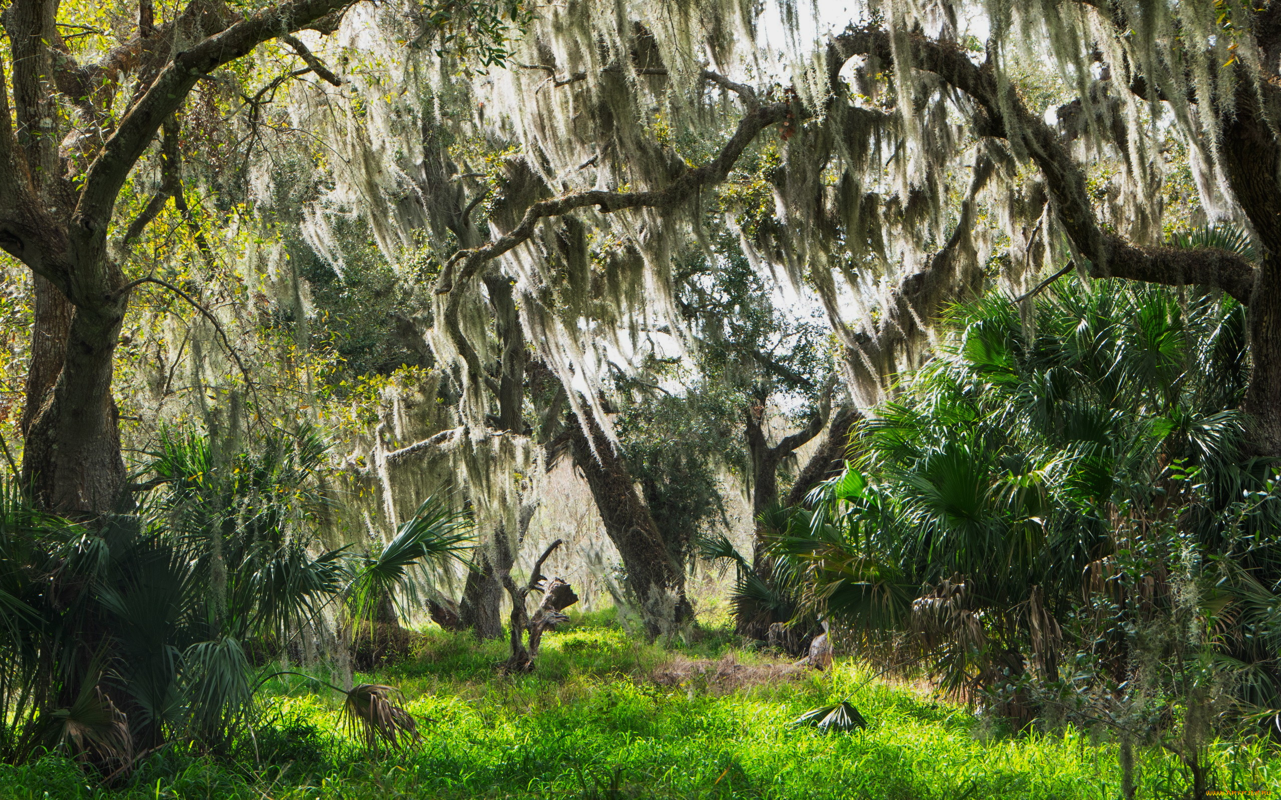 spanish moss, central florida, , , spanish, moss, central, florida